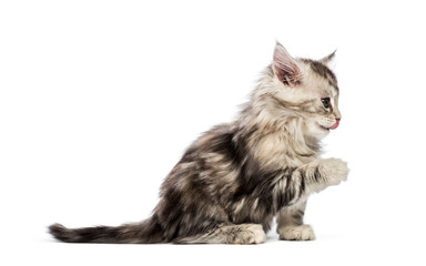 Maine coon kitten, 8 weeks old, in front of white background