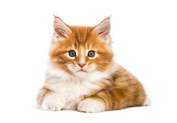 Fototapeta premium Maine coon kitten, 8 weeks old, in front of white background