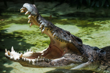 The crocodile is opening its mouth at the crocodile farm in Thailand Zoo. Amphibian fierce eyes In...
