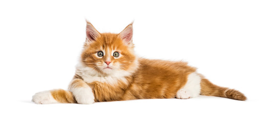 Maine coon kitten, 8 weeks old, in front of white background