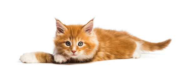 Maine coon kitten, 8 weeks old, in front of white background