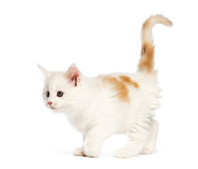 Maine coon kitten, 8 weeks old, in front of white background