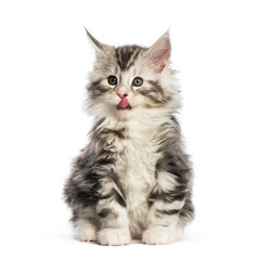 Maine coon kitten, 8 weeks old, in front of white background