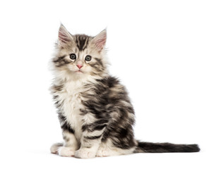 Maine coon kitten, 8 weeks old, in front of white background