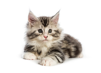 Obraz premium Maine coon kitten, 8 weeks old, in front of white background