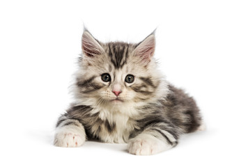 Maine coon kitten, 8 weeks old, in front of white background
