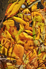 Background of the fallen autumn leaves.