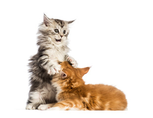Maine coon kittens, 8 weeks old, play fighting together, in fron