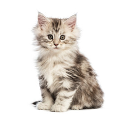 Maine coon kitten, 8 weeks old, in front of white background