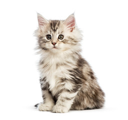 Maine coon kitten, 8 weeks old, in front of white background