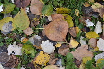 foliage, late autumn