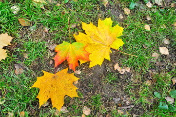 Background of the fallen autumn leaves.