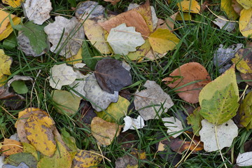 unusual foliage, late autumn