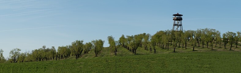 Almond trees in plantation, Hustopece, Cuzech Republic