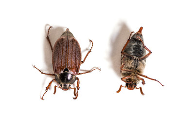Summer chafer or European june beetle, Amphimallon solstitiale,