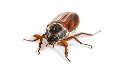 Chafer. Summer chafer or European june beetle, Amphimallon solstitiale, in front of white background