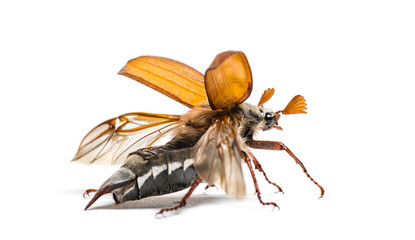 Summer chafer or European june beetle, Amphimallon solstitiale,