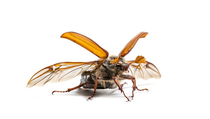 Summer chafer or European june beetle, Amphimallon solstitiale, in front of white background