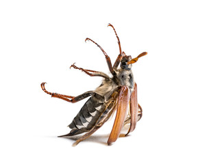 Summer chafer or European june beetle, Amphimallon solstitiale, in front of white background