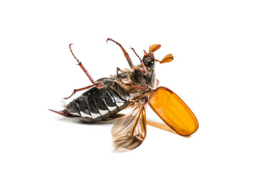 Summer chafer or European june beetle, Amphimallon solstitiale,