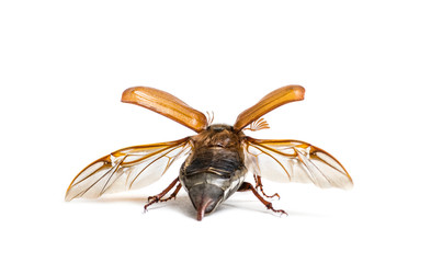 Summer chafer or European june beetle, Amphimallon solstitiale,