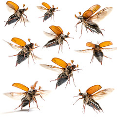 Chafer. Summer chafer or European june beetle, Amphimallon solst