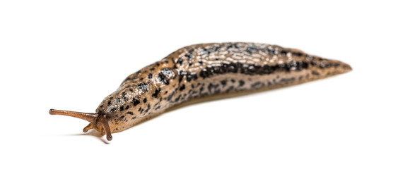 Limax maximus, literally, 'biggest slug', known by the common names great grey slug and leopard slug, in front of white background