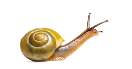 grove snail or brown-lipped snail, Cepaea nemoralis, in front of