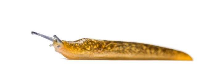 Cellar slug, the yellow slug, or the tawny garden slug, Limax fl