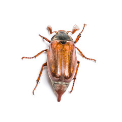 Summer chafer or European june beetle, Amphimallon solstitiale,
