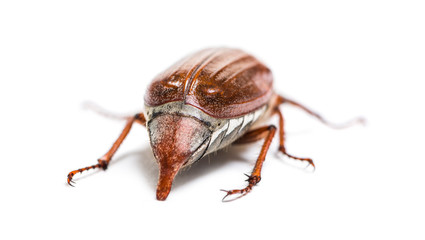 Summer chafer or European june beetle, Amphimallon solstitiale,