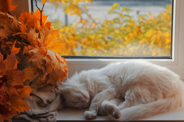 
Sleeping white cat on the window sill.