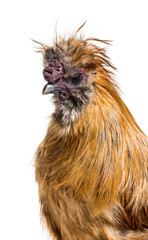 Naklejka premium Silkie, sometimes spelled Silky, breed of chicken known for it's
