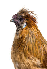 Silkie, sometimes spelled Silky, breed of chicken known for it's