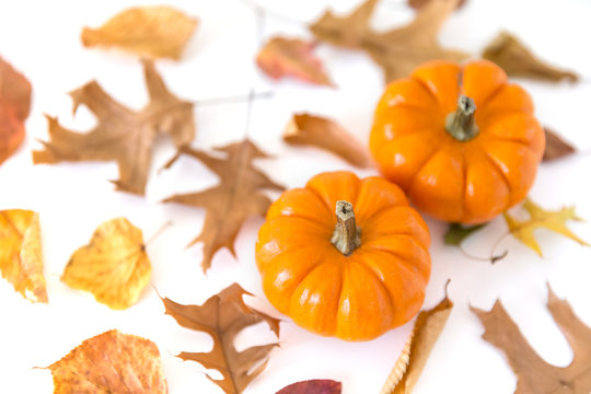 Pumpkins with autumn leaves isolated on white background