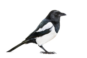 Common Magpie, Pica pica, in front of white background