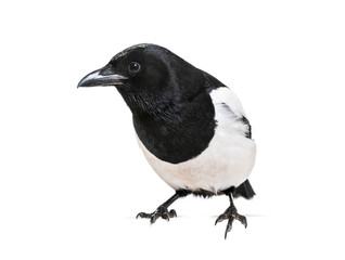 Common Magpie, Pica pica, in front of white background