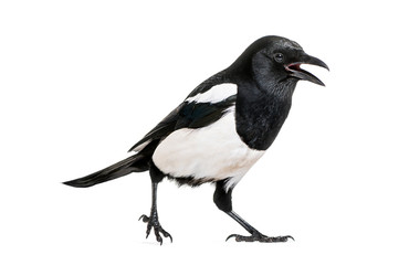 Fototapeta premium Common Magpie, Pica pica, in front of white background