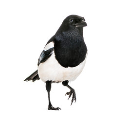 Common Magpie, Pica pica, in front of white background