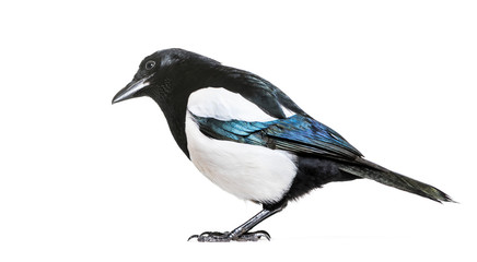 Common Magpie, Pica pica, in front of white background