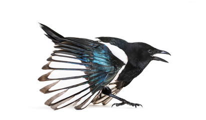 Common Magpie, Pica pica, in front of white background