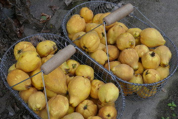 Quinces in the basket (cydonia oblonga) freshly picked at the Organic farm