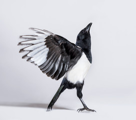 Common Magpie, Pica pica, spreading wings to take off, in front