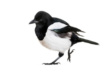 Common Magpie, Pica pica, in front of white background