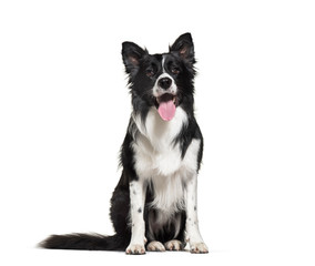 Border Collie, 3 years old, in front of white background