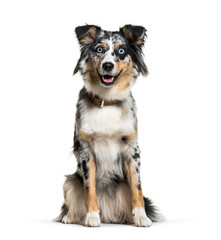 Australian Shepherd, 1 year old, in front of white background