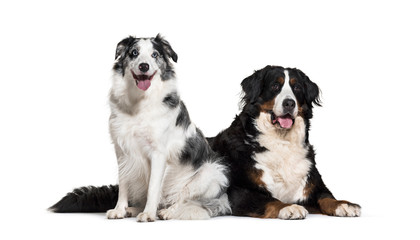 Border Collie, 3 years old, and Bernese Mountain Dog, 5 years old, in front of white background
