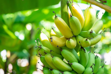 Bunch of bananas ripe with both yellow and green on the banana tree in the garden background.