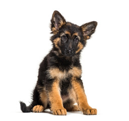 German Shepherd, 3 months old, in front of white background