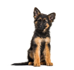 German Shepherd, 3 months old, in front of white background